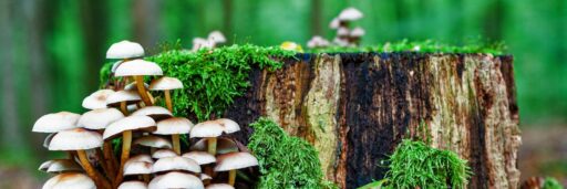 Paddenstoelen op een afgehakte boomstam