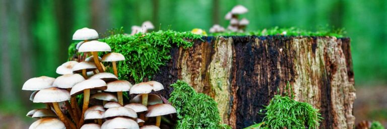 Paddenstoelen op een afgehakte boomstam