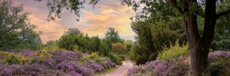 wandelvakantie op de Veluwe met een wandelpad door de paarse heide van de Veluwezoom