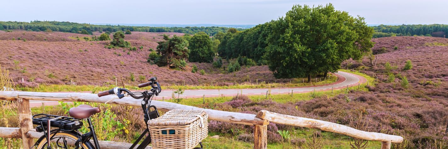 een weg door de paarse heidevelden van Nationaal Park Veluwezoom